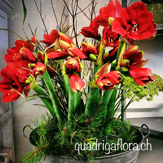 Weihnächtliche Pflanzen und Blumen für im Advent zu kaufen im Blumengeschäft Quadriga Flora in Meggen Luzern.