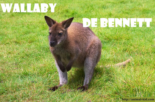 Wallaby de Bennett