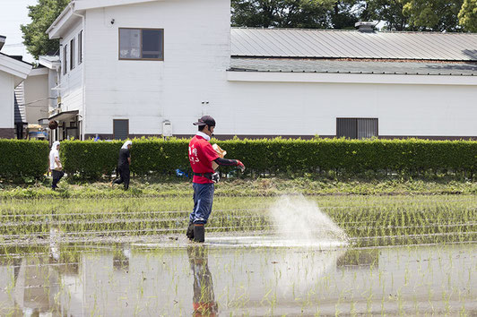 6月3日の田植え会にて。素早く、無駄なく、綺麗に糠撒き作業をする犬塚さん。