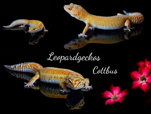 Leopardgeckos