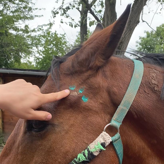 Akupunktur für Tiere nach TCVM in Hannover - Pferdephysiotherapie Hannover