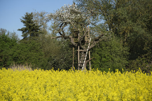 Fotografiewelten, Gelb, Raps, Feld, Frühling, Hochsitz, Apfelbaum, Serie, Jägerstand, Heskem, Ebsdorfergrund,Spaziergang