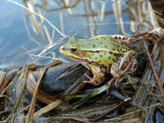 Wasserfrosch (Foto: S. Amler)