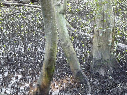5-TRIANGLES dans la Mangrove