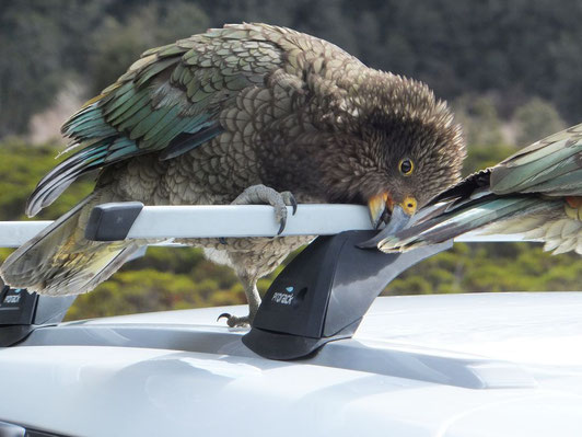 Ein Kea bei seinem Lieblingssport: Sachen kaputtmachen