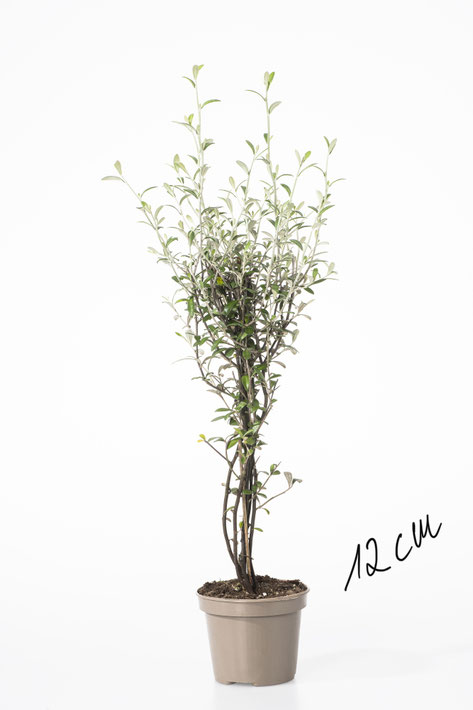 Corokia cotoneaster - www.123.farm - Der grüne Onlineshop