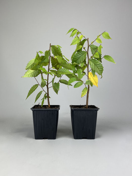 Jungpflanzen Bonsai kaufen im Shop www.bonsaihassler.de