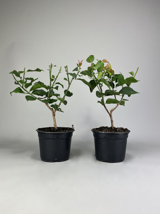 Jungpflanzen Bonsai kaufen im Shop www.bonsaihassler.de