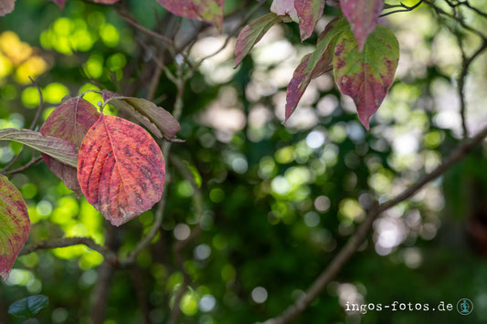 tamron 35-150 Erfahrungen