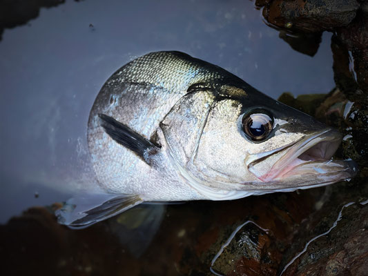 「ヒラスズキ」銀白色の魚体が美しい
