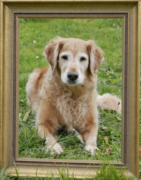 Golden Retriever liegend in einem Rahmen fotografiert