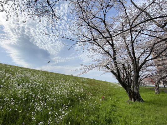 大分県産ローカルタレントが桜の名所・大分川河川敷を歩く