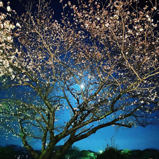 大分県のローカル観光情報｜大在ロゼオアーチ