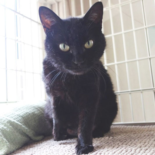 黒猫ののこ