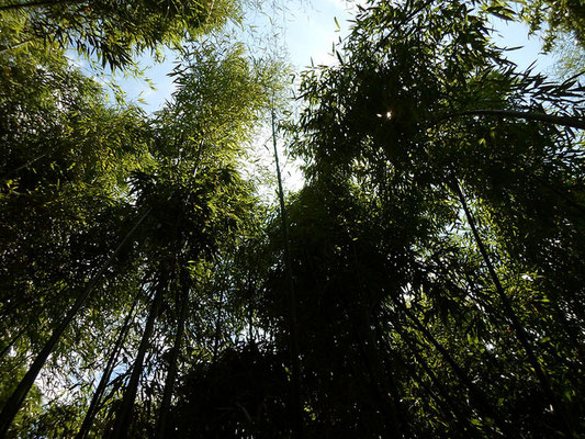 Bamboo - Bambousaie en France - Alain Van den Hende 17072282 Licence CC BY-NC-SA-3.0