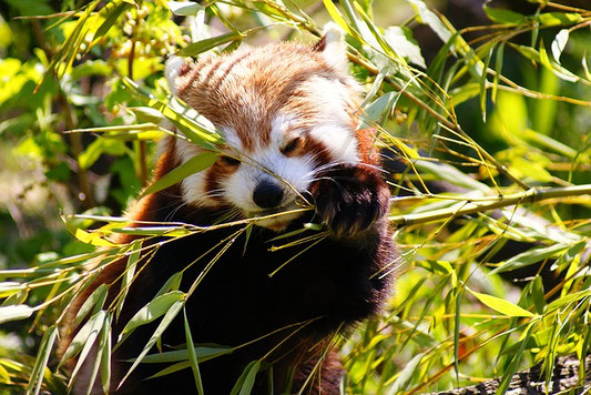 panda rouge - red-panda 