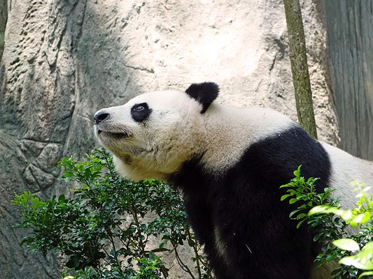 panda bambou bamboo