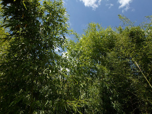 La Journée internationale du bambou se célèbre chaque année le 18 septembre. - Journée mondiale du bambou - World bamboo day - par Alain Van den HendeLicence CC BY-NC-SA-3.0