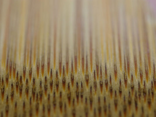 « Bamboo fiber microscope » par tamakisono — http://www.flickr.com/photos/tamakisono/2510512987/. Sous licence CC BY 2.0 via Wikimedia Commons - https://commons.wikimedia.org/wiki/File:Bamboo_fiber_microscope.jpg#/media/File:Bamboo_fiber_microscope.jpg