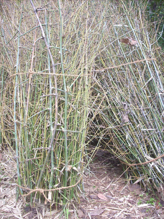 BU211F025_« Bamboo 001 » par Manojk — Travail personnel. Sous licence CC BY-SA 3.0 via Wikimedia Commons - https://commons.wikimedia.org/wiki/File:Bamboo_001.jpg#/media/File:Bamboo_001.jpg