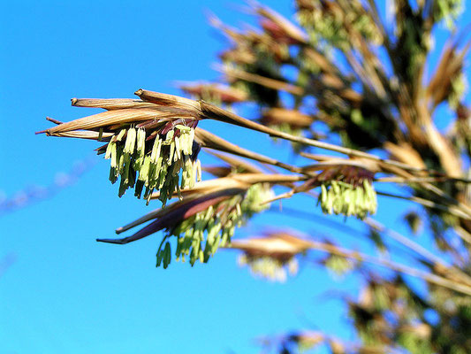  Bamboo flowering in spring in a garden in Roskilde, Denmark (spring 2007)  by Mogens Engelund. 