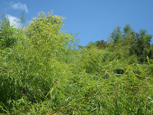 Journée Mondiale du Bambou - World Bamboo Day -  Bamboo - Bambousaie en France par Alain Van den Hende -Licence CC BY-NC-SA-3.0