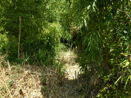 bamboo - by Alain Van den Hende 17072262  Licence CC BY-NC-SA-3.0