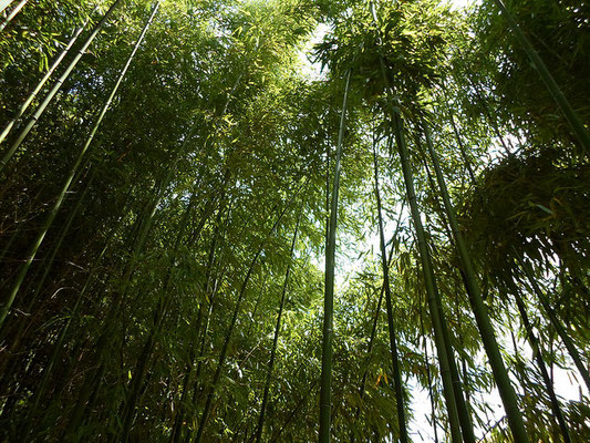 world bamboo day - journée mondiale du bambou - Bambuseae - bamboo - bambou - Alain Van den Hende 17071605 Licence CC BY SA 4 0 
