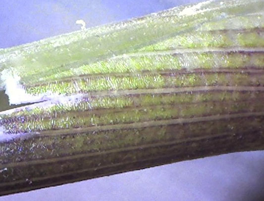 BU211F055_« Bamboo Stalk x60 » par Graeme Bartlett — Travail personnel. Sous licence CC BY-SA 3.0 via Wikimedia Commons - https://commons.wikimedia.org/wiki/File:Bamboo_Stalk_x60.jpg#/media/File:Bamboo_Stalk_x60.jpg