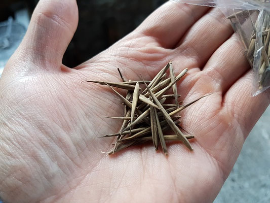 graines de bambou - bamboo seeds