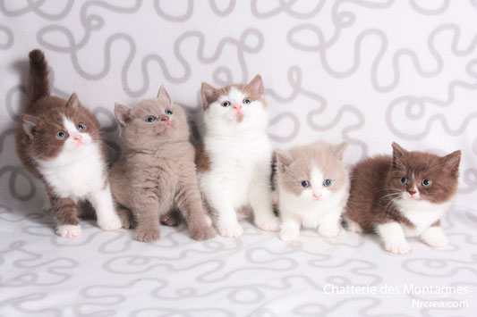Site de chat jordan