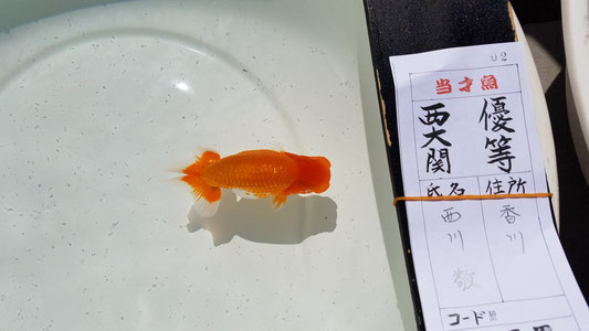 讃岐らんちゅう園