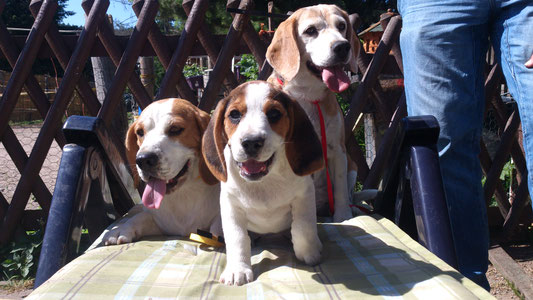 beagle-vonderkrayenburg-des Webseite!