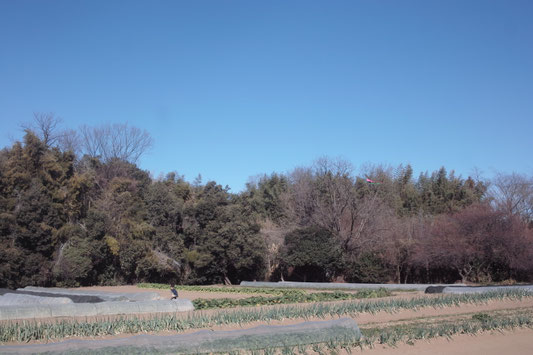 正月の畑にて。凧揚げをしています