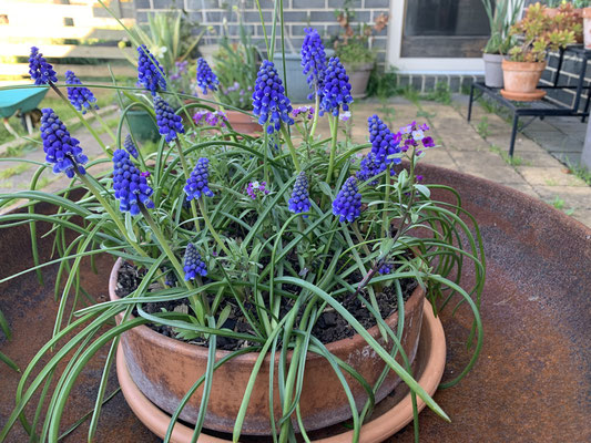 Growing grape hyacinth in terracotta pot.