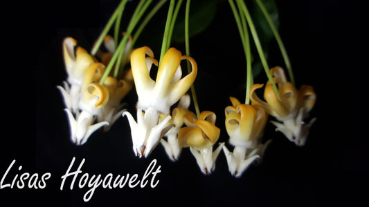 dünger liguster hecke Purgrün Liguster-Dünger 1 kg