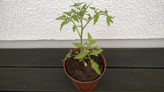 53 Tage alter "Roter Heinz"