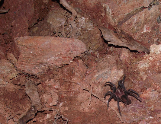 Tarantula, Coiroco, Yungas, Bolivia