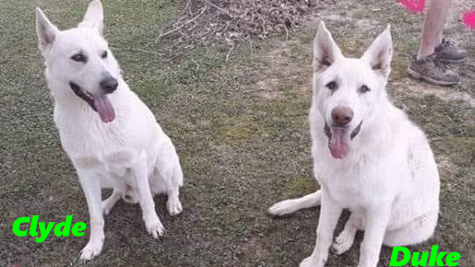 outlawgermanshepherds