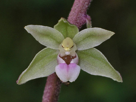 zimmerpflanze dreieckige bltter Oxalis Triangularis