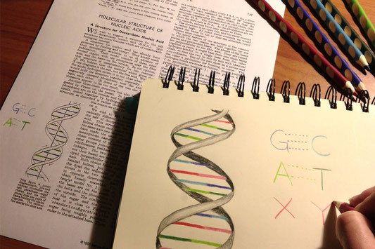 Au top scientifique de l'année 2014 : Deux nouvelles bases artificielles dans le code génétique