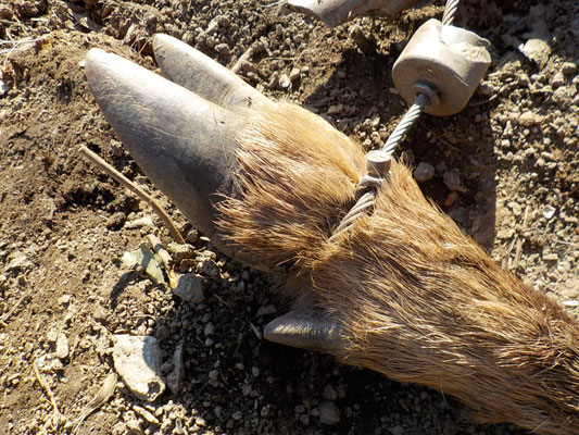 ワイヤーに取り付けた塩ビの筒は壊されましたが、鹿の足首を完璧に捕えています。