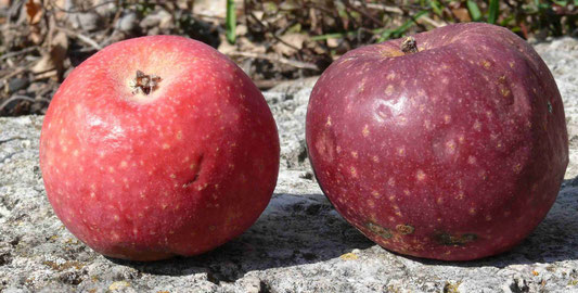 Rote Sternrenette (Foto: Emetzheim)