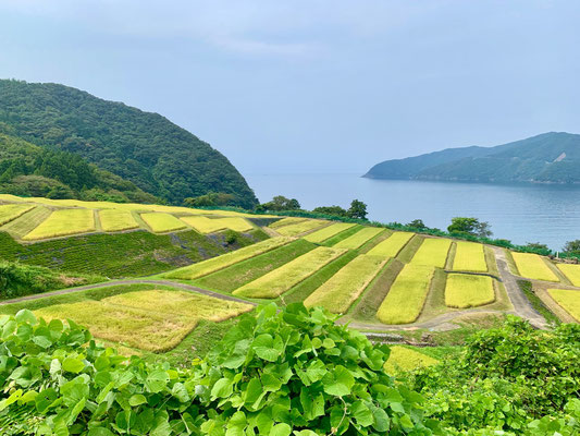 The terraced rice paddies of Tagarasu overlooking Wakasa Bay.