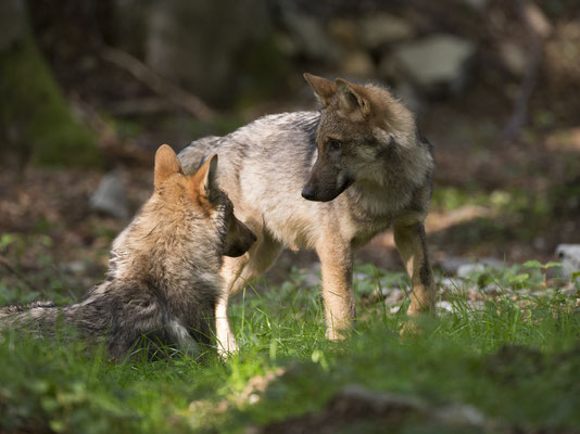 Fortpflanzung des Wolfes