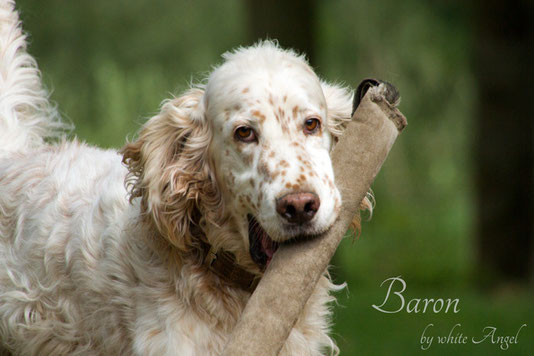 English Setter Ch. Baron by white Angel