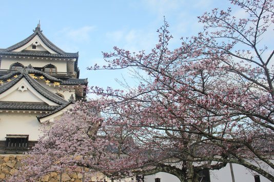 彦根城　桜