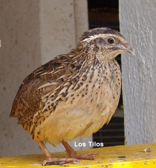 Hembra de codorniz común ("Coturnix coturnix coturnix)