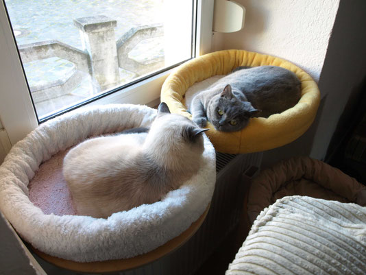 Heiß begehrt, die Fensterliegeplätze