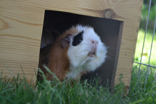 Meerschweinchen können tolle Familientiere sein. :)